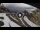 Webcam in Rocca Pietore, 11.6 km
