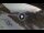 Webcam in Rocca Pietore, 1.6 mi away