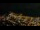 Webcam in L'Estartit, 35.9 km entfernt