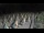 Webcam in Castiglione della Pescaia, 41.5 km entfernt