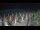 Webcam in Castiglione della Pescaia, 47.6 km