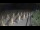Webcam in Castiglione della Pescaia, 13.5 mi away