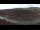 Webcam in Engelhartszell, 16.7 km