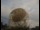 Webcam al Jodrell Bank Observatory, 99.7 km