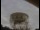 Webcam at the Jodrell Bank Observatory, 46.8 mi away