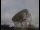 Webcam at the Jodrell Bank Observatory, 25 mi away