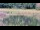 Webcam in Les Landes-Genusson, 0 km entfernt