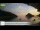 Webcam in Palaiokastrítsa (Korfu), 20.6 km entfernt