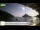 Webcam in Palaiokastrítsa (Korfu), 15.7 km entfernt