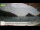 Webcam in Palaiokastrítsa (Corfou), 19.9 km