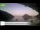 Webcam in Palaiokastrítsa (Corfu), 6 mi away