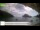 Webcam in Palaiokastrítsa (Corfú), 10.7 km