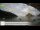 Webcam in Palaiokastrítsa (Corfu), 98.1 km