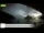 Webcam in Palaiokastrítsa (Corfu), 0.2 mi away
