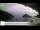 Webcam in Palaiokastrítsa (Corfou), 10.7 km