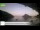 Webcam in Palaiokastrítsa (Corfu), 7.6 km