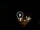 Webcam in Baden-Baden, 16.2 mi away