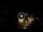 Webcam in Baden-Baden, 12.5 mi away