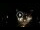 Webcam in Baden-Baden, 8.8 mi away