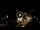 Webcam in Baden-Baden, 4.3 mi away