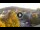 Webcam in Baden-Baden, 11.5 mi away