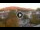 Webcam in Baden-Baden, 12.5 mi away