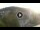 Webcam in Baden-Baden, 10.9 mi away