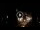 Webcam in Baden-Baden, 18 mi away