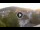 Webcam in Baden-Baden, 8.5 mi away