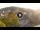 Webcam in Baden-Baden, 11.7 mi away