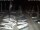 Webcam in San Benedetto del Tronto, 10.8 km