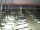 Webcam in San Benedetto del Tronto, 10.5 mi away