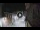 Webcam in San Cristóbal de La Laguna (Tenerife), 2.9 mi away
