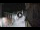 Webcam in San Cristóbal de La Laguna (Tenerife), 6.2 mi away