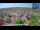 Webcam in Colditz, 42.2 km entfernt