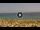 Webcam in Costa Adeje (Teneriffa), 1.6 km entfernt