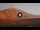 Webcam am Pico de Teide (Teneriffa), 21.2 km entfernt