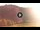 Webcam in Livigno, 0.3 mi away