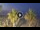 Webcam in Riccione, 0.8 mi away