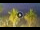 Webcam in Riccione, 0.2 mi away