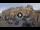 Webcam in Isola del Giglio - Giglio Castello, 1.7 km