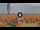 Webcam in Pinarella di Cervia, 15.5 km