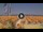 Webcam in Pinarella di Cervia, 4.5 km