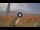 Webcam in Pinarella di Cervia, 2.1 mi away
