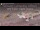 Webcam dans le Gondwana Namib Park, 1120.6 km