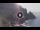 Webcam in Amalfi, 3.7 mi away