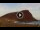 Webcam in El Medano (Tenerife), 8.7 km