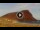 Webcam in El Médano (Tenerife), 2.8 km