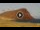 Webcam in El Medano (Tenerife), 3.8 mi away