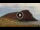 Webcam in El Medano (Tenerife), 1.1 mi away